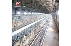 China Customized Multi Layer Poultry Cage Automatic Egg Collection Cages supplier
