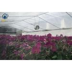 Modern Large Multi Span Greenhouse With Hydroponic System For Phalaenopsis Mochis Planting