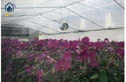China Modern Large Multi Span Greenhouse With Hydroponic System For Phalaenopsis Mochis Planting supplier