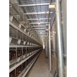 1950×2300×2000 Automatic Layer Battery Poultry Chicken Cage Chicken Layer Farming Equipment