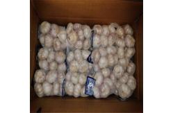 China PURE WHITE GARLIC 500G TUBE PACKAGE 10KG PER CARTON supplier