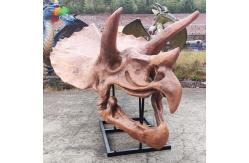China Jurassic World Replica Triceratops Skeleton Sunproof For Museum supplier