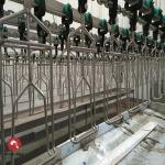 Halal Poultry Automatic Chicken Slaughtering Machine 300BPH To 10000BPH for sale