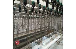 China Halal Poultry Automatic Chicken Slaughtering Machine 300BPH To 10000BPH supplier