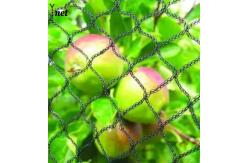 China 1m - 500m Vineyard Bird Netting Anti UV Bird Netting For Tomato Plants supplier