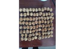 China Walnut wholesale price paper shell walnut thin shell Xinjiang walnut washed 185 walnut supplier