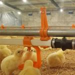 Dia 26.7mm Poultry Farm Equipment Water Line Galvanized Steel 25mm Support Pipe for sale