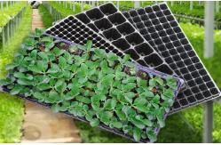 China 200 Cells Plug Seed Starting Plastic Germination Trays For Plant Propagation supplier