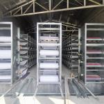2-3rows Poultry Manure Removal System For Livestock Farming SONCAP Listed for sale