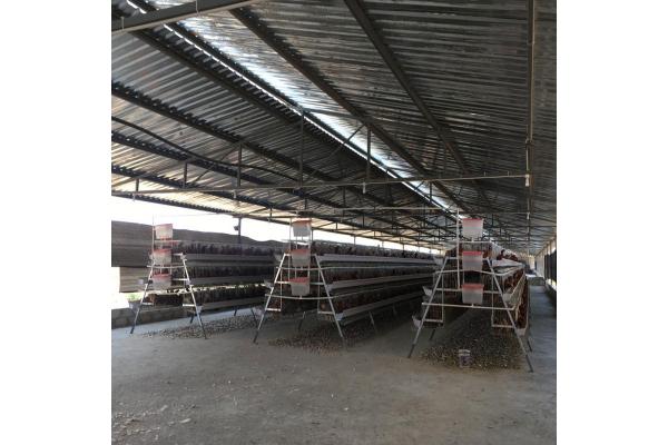 Hot Dipped Galvanized Layer Chicken Cage 360 degree rotating design