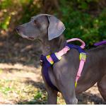 Adjustable Reflective  Oxford Large Dog Harness Leash Set With Easy Control