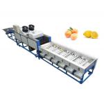 lemon cleaning waxing sorting machine, lemon grading machine, lemon sorter for sale