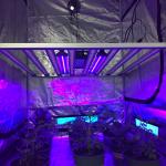 Seoul 30W 730nm Supplemental LED Grow Light For Cannabis Hydroponics for sale