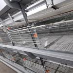 Long Time Use A Type Farm Chicken Battery Cages For Layers for sale