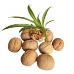 wholesale high-quality Xinjiang walnuts shelled walnuts with cheap price Amazon’s best-selling products for sale