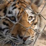 Stainless Steel 316 / 316L  Zoo Mesh , Protective Tiger cage Enclosure Fencing