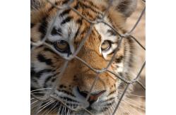 China Stainless Steel 316 / 316L  Zoo Mesh , Protective Tiger cage Enclosure Fencing supplier