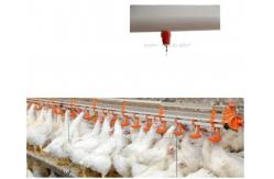 China 220V 50Hz Poultry Float Nipple Drinker For Broiler Chicken Red supplier