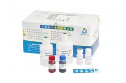 China 40T/Kit Male Infertility Test Kit For Detection Human Spermatozoan Nucleoprotein Maturity supplier