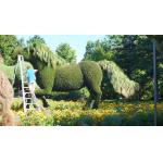 HAIHONG Beautiful Plants And Flowers Topiary Sculpture Fashionable for sale