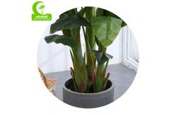 China HAIHONG High Simulation Artificial Potted Floor Plants 160cm supplier