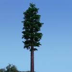 30m Pine Tree Camouflage Cell Tower For Communication for sale