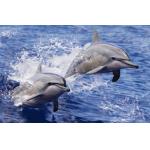 Sealifes Dolphin Turtle Shark Lenticular 3D Motion Card Souvenir Gift Card