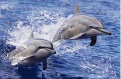 China Sealifes Dolphin Turtle Shark Lenticular 3D Motion Card Souvenir Gift Card supplier