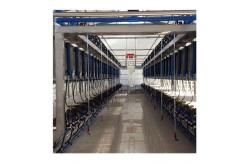 China Automatic Milk Meter Herringbone Milking Parlor Hall Cow Milking Machine supplier