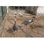 SS Flexible Rope Aviary Wire Netting , Wire Mesh For Aviary Building for sale