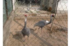 China SS Flexible Rope Aviary Wire Netting , Wire Mesh For Aviary Building supplier
