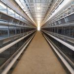 1800x1200x2140mm Battery Egg Hens Poultry Cage 144 Birds/Set for sale