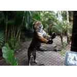 Inox Kotted Zoo Wire Mesh Flexible Netting Customized Size For Tiger for sale