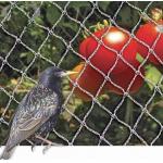 PE Woven Anti Bird Net , Bird Proof Netting 100% New HDPE Material for sale