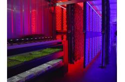 China High Intensity LED Grow Lights White 120° Beam Angle 100W Full Spectrum LED supplier