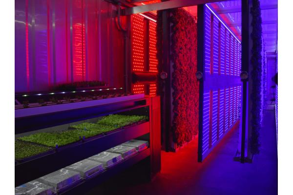 High Intensity LED Grow Lights White 120° Beam Angle 100W Full Spectrum LED