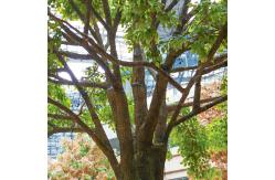 China Bespoke Large Fake Ficus Tree Custom Height Foliage Tree 2-20m Evergreen Plant supplier