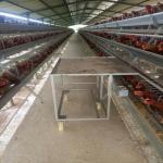 A Type H Type Layer Chicken Battery Cage System Poultry Layer Breeding Equipment for sale