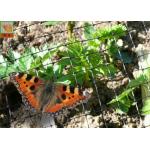 Lightweight Garden Wire Netting Fence For Butterfly / Bird Proofing Black Color for sale
