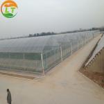 Roof Height 4.8-7.8m 200 Micron UV Resistant Plastic Film Greenhouse for Vegetable for sale