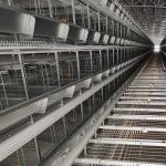SGS 3-10layers Automatic Poultry Feeding System H Shape Commercial Use