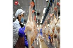 China Halal Poultry Automatic Chicken Slaughtering Machine 300BPH To 10000BPH supplier