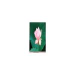 PD064JC-06J 6.4 inch 720*1560 60Hz LCD Screen Monitor for sale
