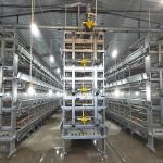 H Type Meat Chicken 9 Tiers Broiler Poultry Equipment Hot Dip Galvanized for sale