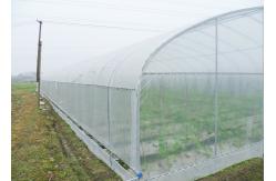 China Single Tunnel Agriculural Greenhouses Polytunnel Berry Greenhouse supplier