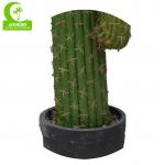 High Simulation Height 208cm Artificial Succulent Plant HAIHONG