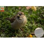 Anti Bird Garden Mesh Netting For Plants , BOP Bird Prevention Netting for sale