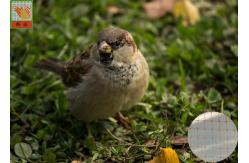 China Anti Bird Garden Mesh Netting For Plants , BOP Bird Prevention Netting supplier