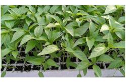 China 120  50 Wellseedling Tray Eps200 Well Seedling Nursery Tray  In Electronics Hardware supplier