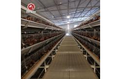 China Long Time Use Hot Galvanized Broiler Chicken Cage 17 Chicks / Cell supplier